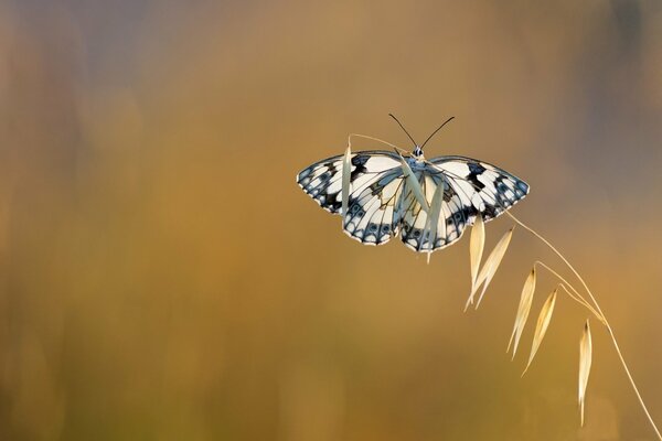 Butterfly on a yellow stalk in the field