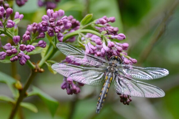 Die Libelle setzte sich auf einen Sereni-Ast