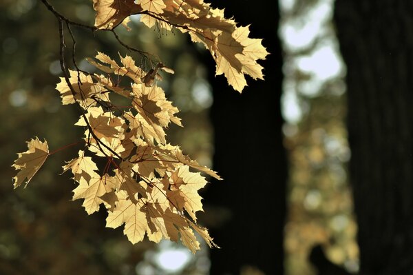 Feuilles d érable jaunes sur une branche