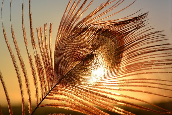 Goldene Feder auf Sonnenuntergang Himmel Hintergrund