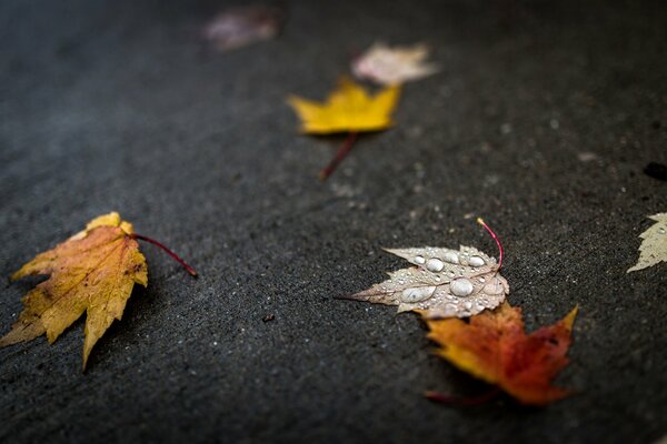 Red leaves are lying on the asphalt