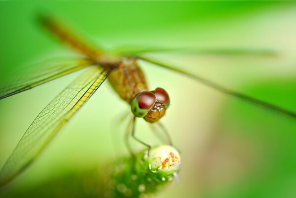 The dragonfly spread its wings on the plant