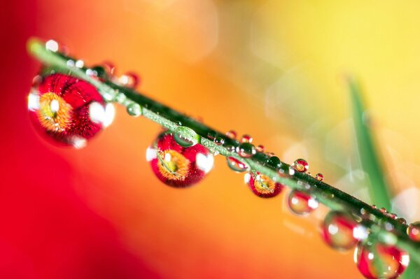 Grass with dew drops and reflection