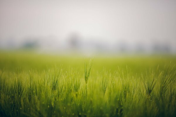 Champ d herbes vertes dans le brouillard