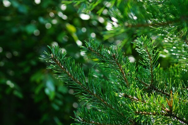 Agujas de árbol verde en rayos de luz