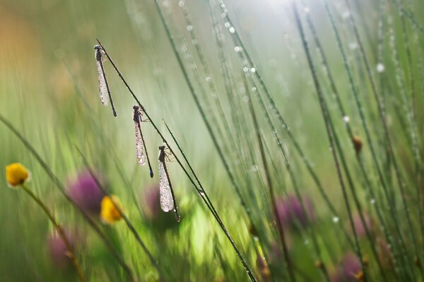 Trois libellules sont assis sur un carex humide sur une journée d été pluvieuse