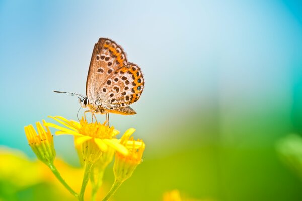 Ein Schmetterling sitzt auf einer gelben Blume