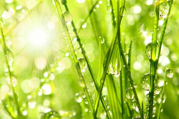 Foto minimalista de gotas de rocío en la hierba, contra los rayos del sol