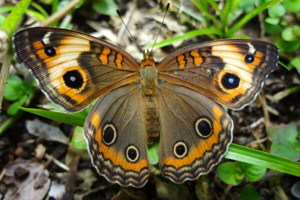 Mariposa sentada en una hoja de hierba