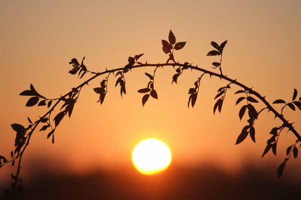 A branch at Sunset. blurred background