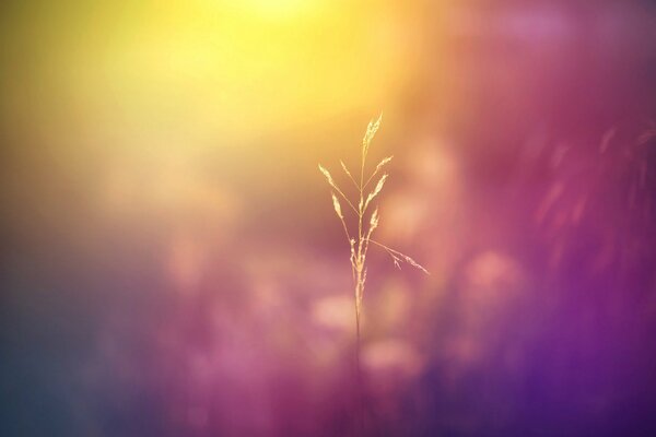 Macro shooting of a beautiful plant