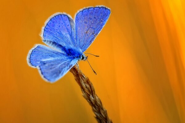 Spighetta con farfalla blu su sfondo giallo