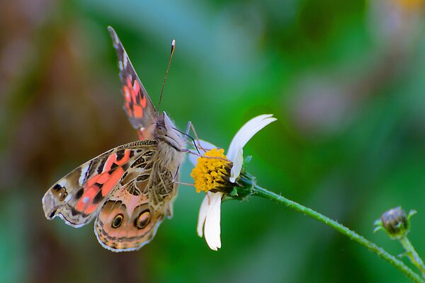 A beautiful butterfly sat down on a flower