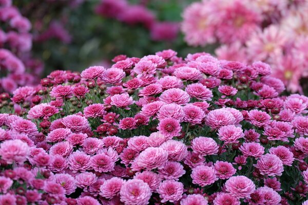 En automne dans le jardin de beaux chrysanthèmes lilas