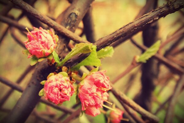 Three pink flowers on a branch