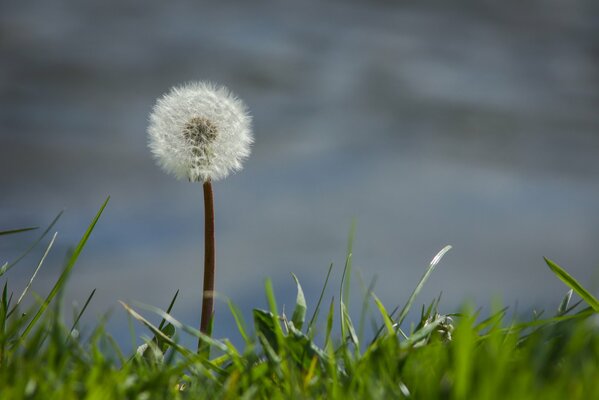 Einsamer Löwenzahn im grünen Gras