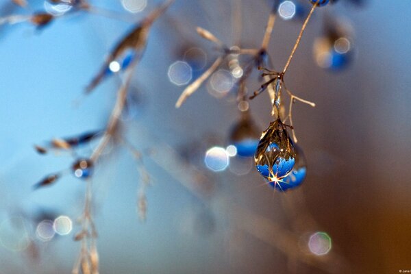 Dew drops on a blue plant