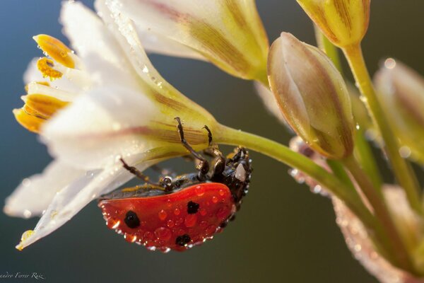 Gouttes de rosée sur coccinelle