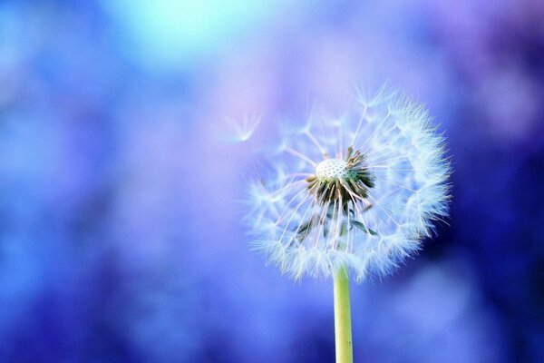 Macro photo of dandelion