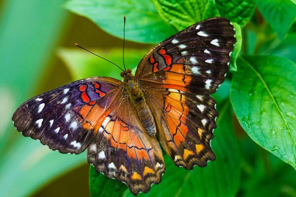 A bright butterfly on a leaf