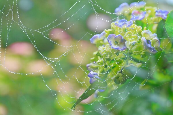 Spinnennetz mit Tautropfen in der Nähe von Hortensien