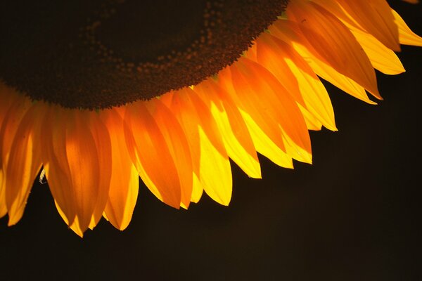 Pétalos de girasol sobre un fondo oscuro. Girasol