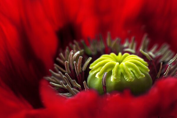 Macro photography of the green core of a red poppy