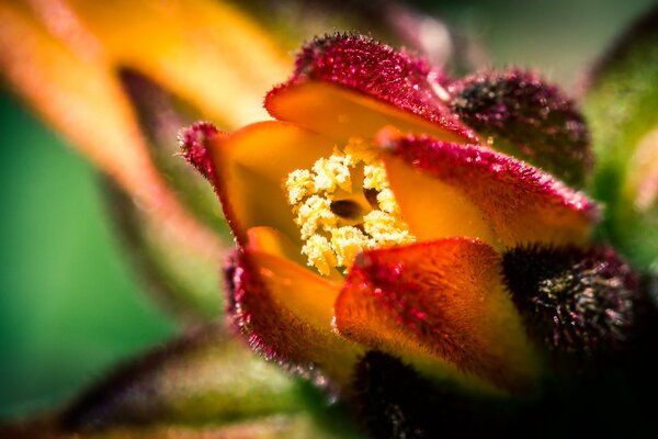 Pistillo di fiore rosso-arancio in macro