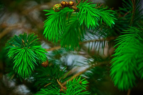 Needle to needle on a green pine tree