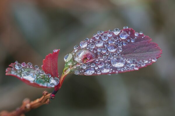 Water drops on a red sheet