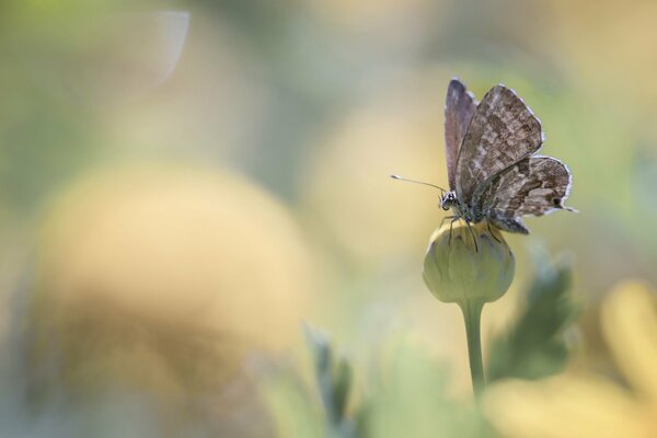 Papillon assis sur un bourgeon entouré de fleurs