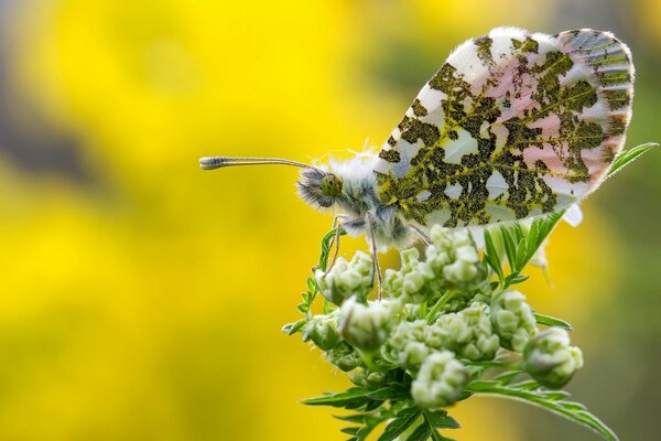 Schmetterling auf einer Blume, Makrofoto