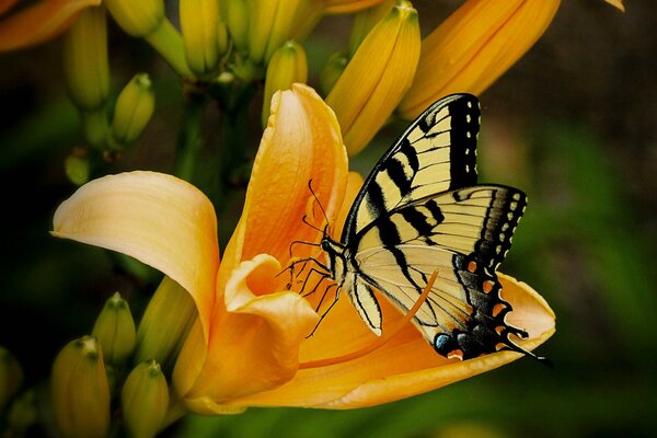 Żółto-czarny motyl zapyla kwiat lilii