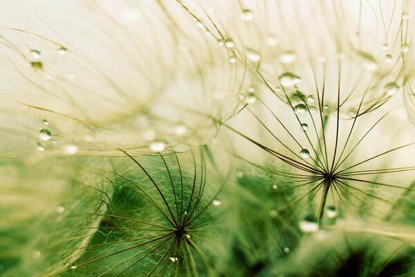 Imagen macro con la imagen de las gotas en las pelusas