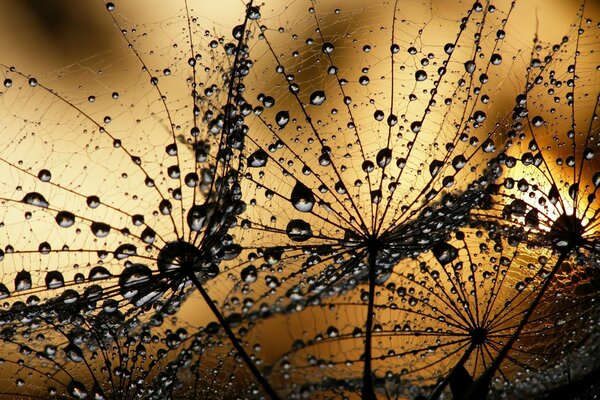 Gotas de rocío de diente de León EA puesta de sol