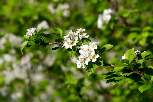 Ramo in infiorescenze floreali bianche