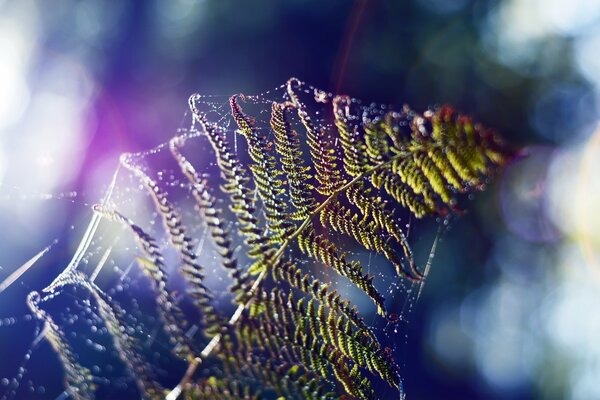 Fotografía macro de una rama de helecho en una telaraña