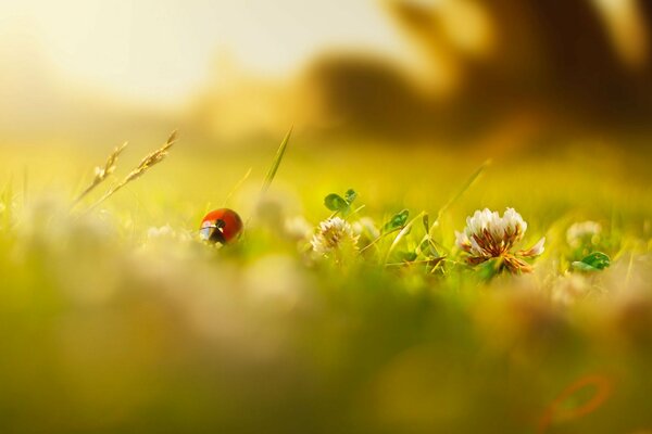 Coccinelle du matin dans l herbe