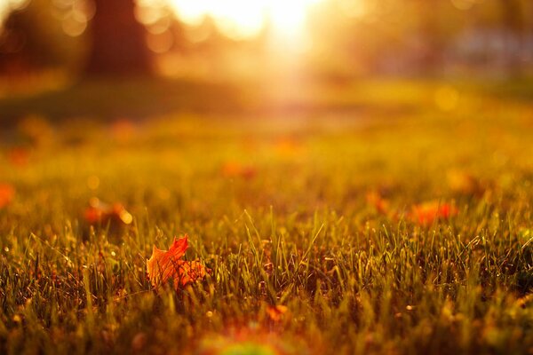 Le rayon de soleil se reflète sur l herbe