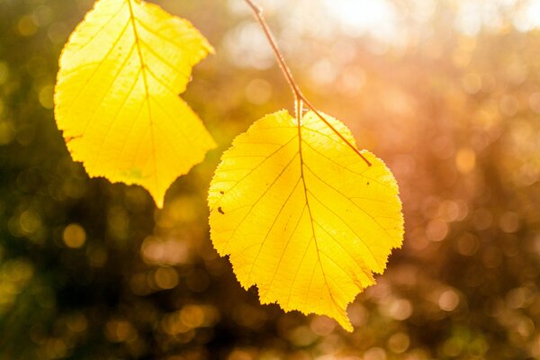 Yellow autumn leaves in the light