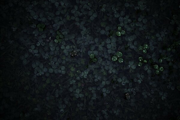 Grass in dew on a black background