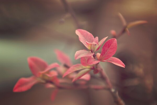 Pink leaves of the initial autumn