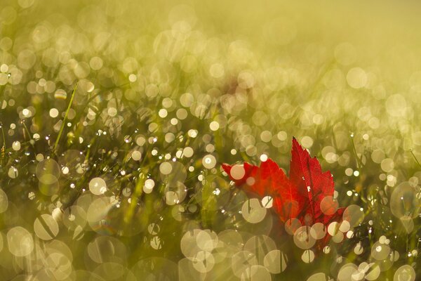 Feuille d érable rouge dans la rosée