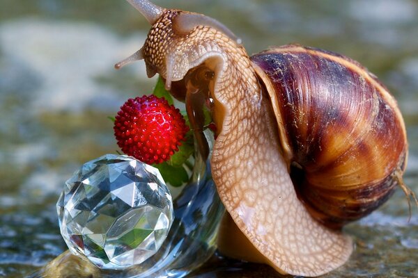 Escargots et baies. Ami dans la réflexion