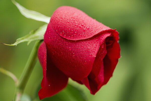 Dew on a red rose near