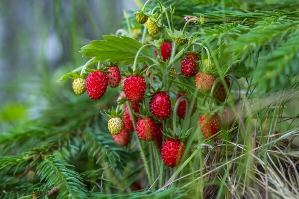 Erdbeeren unter der Fichte