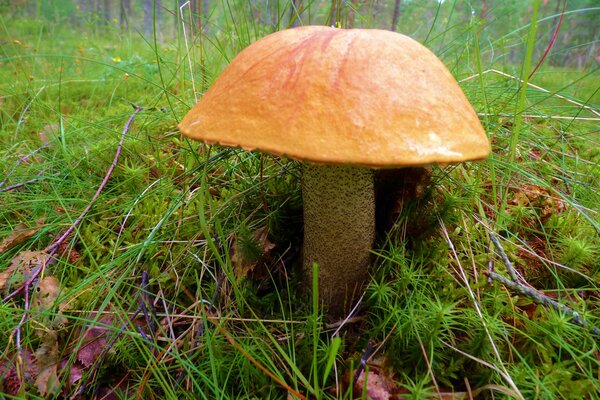 Ein Pilz im Herbstwald ist groß