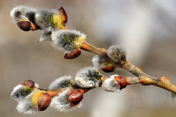 Weidezweig mit grauen, flauschigen Knospen