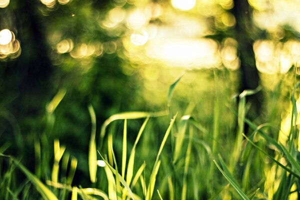 Makro Natur grün im Wald