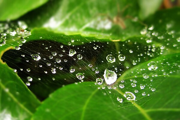 Ragnatela su una foglia verde e rosv